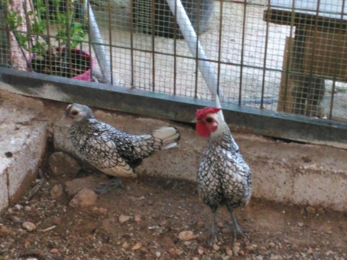 Alojamientos Rurales La Loma Pozo Alcón Екстериор снимка